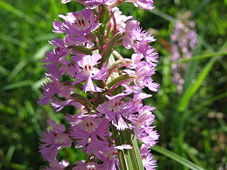 <i>Platanthera psycodes</i> species of plant