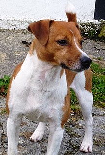 Plummer Terrier Dog breed