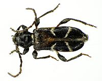 Poecilium alni bl.jpg