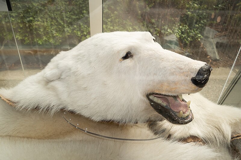 File:Polar bear (45513093734).jpg