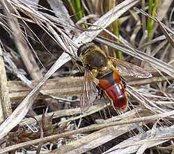 Polydontomyia curvipes - inat 1268214.jpg