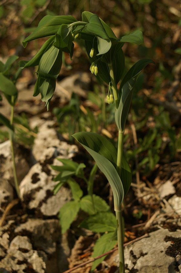 Polygonatum Roseum