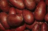 Pommes de terre (Rosevalt)1-cliche Jean Weber (23381594190).jpg