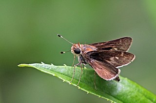 <i>Pompeius</i> (butterfly) Genus of butterflies