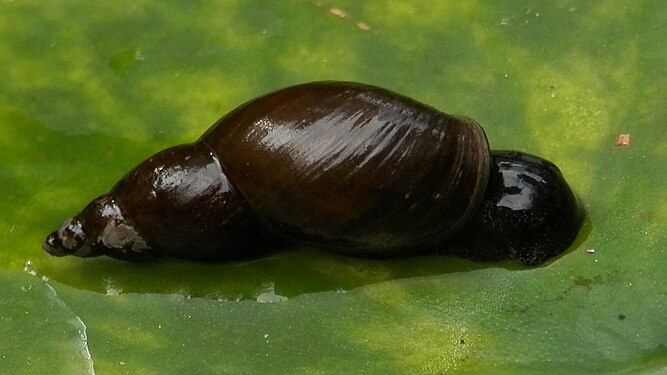 Pond Snail (Lymnaeidae)