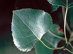 Лист тополя. Тополь дельтовидный лист. Populus deltoides листья. Осина (Populus tremula). Тополь Зибольда.