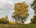 Prachtige berk (Betula) in mild avondlicht. Locatie, natuurgebied Delleboersterheide – Catspoele.