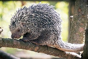 Prehensile Tail Porcupine Curled and Relaxed (18144690005).jpg