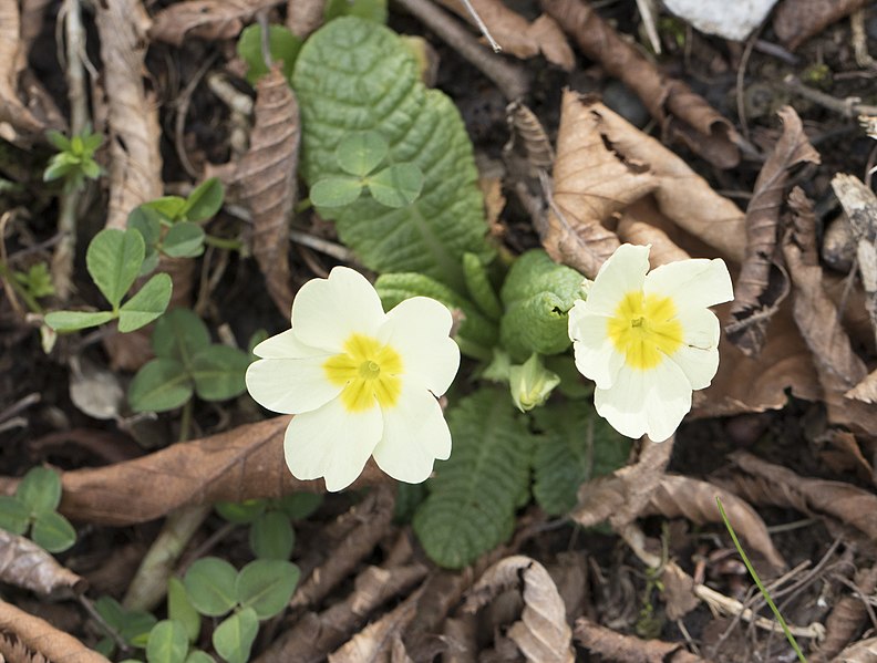 File:Primula acaulis subsp. acaulis (Çuha çiçeği) 07.jpg