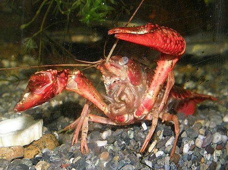 Fail:Procambarus_clarkii9284477アメリカザリガニ.jpg