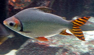 <i>Semaprochilodus insignis</i> species of fish