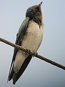 aves De Argentina