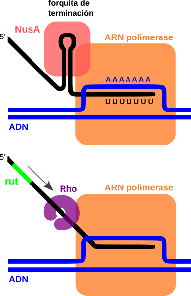 File:Prokariotic terminators-gl.svg