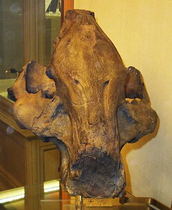 Propotamochoerus giganteus 1.JPG