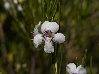 <i>Prostanthera campbellii</i> Species of flowering plant