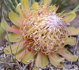 <i>Protea revoluta</i> Species of flowering plant