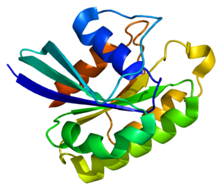 RAB5A Protein-coding gene in the species Homo sapiens