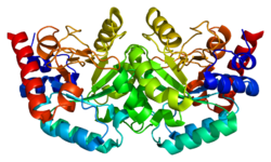Протеин UMPS PDB 2eaw.png