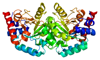 <span class="mw-page-title-main">Uridine monophosphate synthase</span>