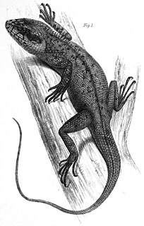 <i>Pseudocalotes kakhienensis</i> Species of lizard