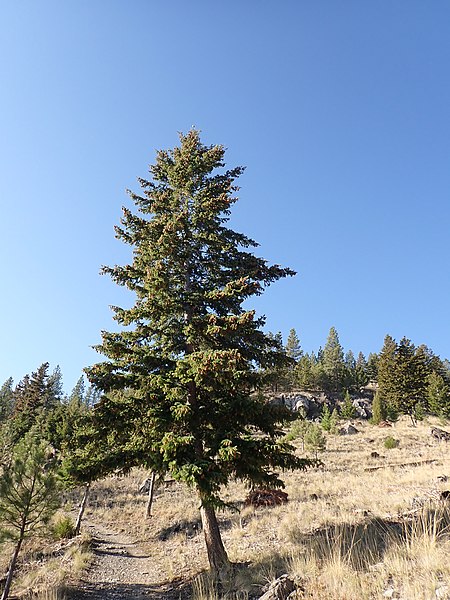 File:Pseudotsuga menziesii - Douglas fir - 52486459112.jpg