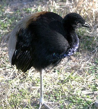 The grey-winged trumpeter, a species of bird commonly found in the region