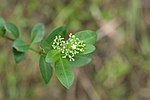 Miniatura per Psychotria serpens