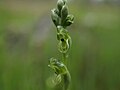 Thumbnail for Pterostylis bicolor