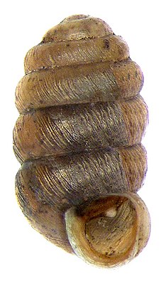 Moss snail (Pupilla muscorum)