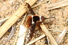 Карликовая пчелиная муха - Bombylius pygmaeus, Урочище Гленденинг, заповедник Джаг-Бэй, Лотиан, Мэриленд.jpg