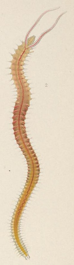 Pygospio elegans Claparède, 1863. A monograph of the British marine annelids, 1915, XCIII