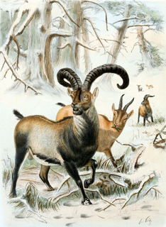 Pyrenean ibex