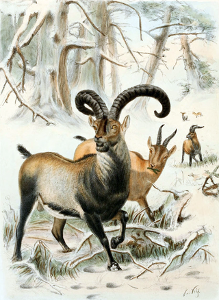 <span class="mw-page-title-main">Pyrenean ibex</span> Extinct subspecies of Iberian ibex