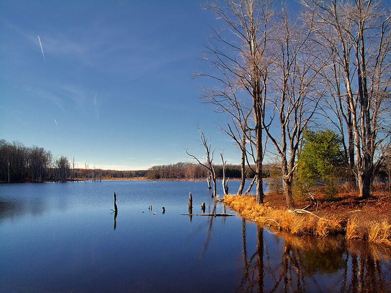 File:Quehanna Wild Area Still.jpg