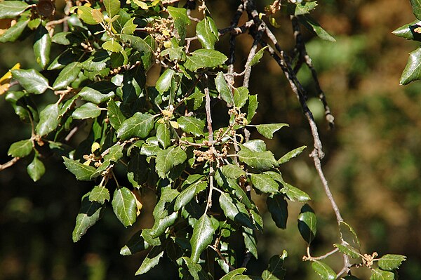 Leaves