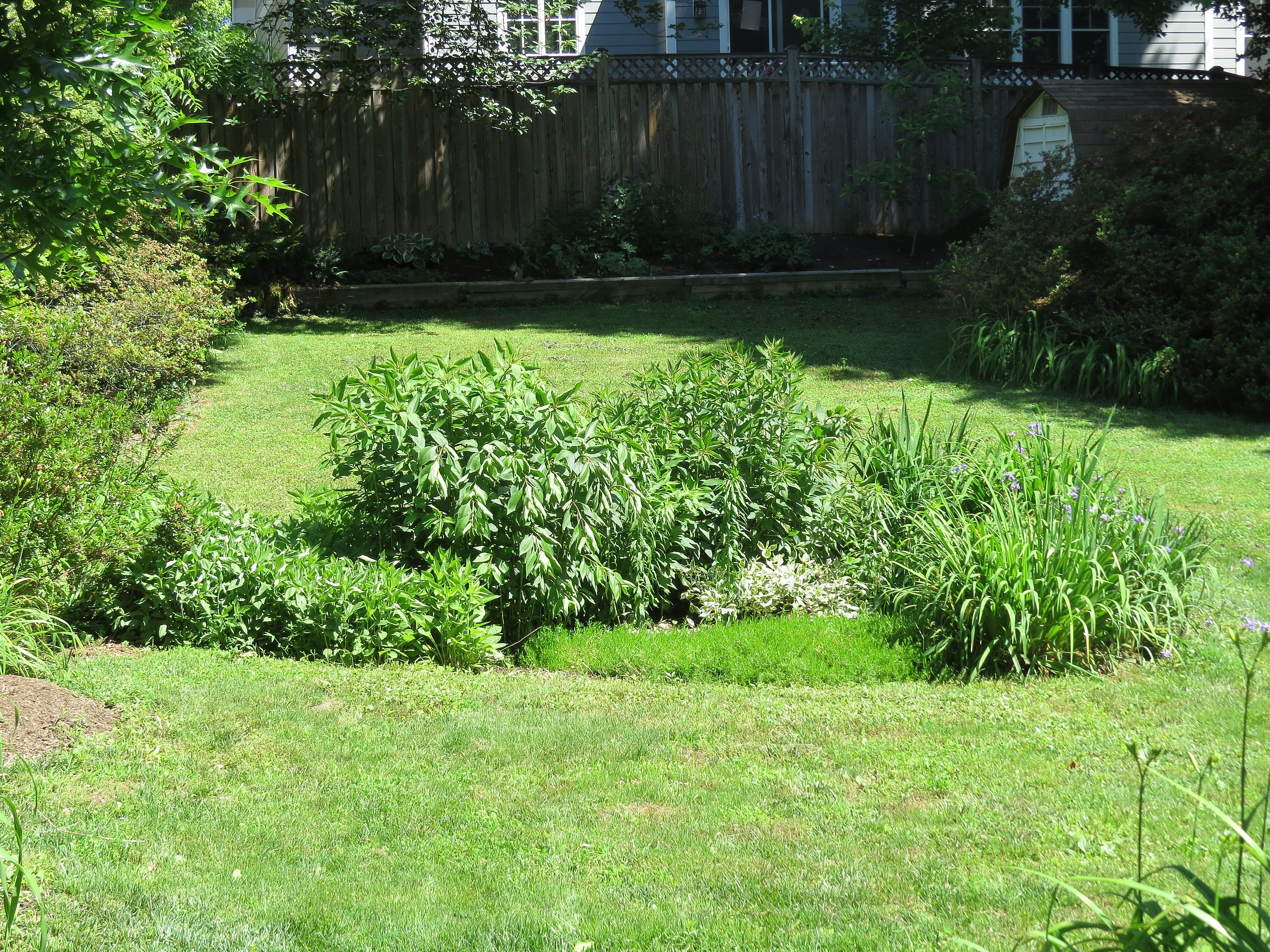 File:Rain Garden (15455930908).jpg - Wikimedia Commons