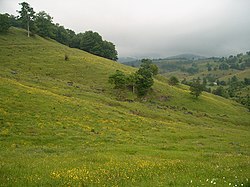 Wildflowers add a splash of color to grazing fields near Osceola in July. RandolphCounty.wmg.jpg