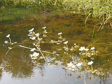 Ranunculus aquatilis habitus.jpeg