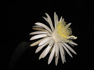 Rare Cactus flower.jpg