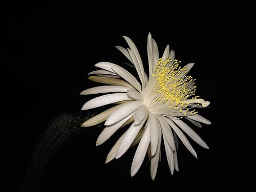 CACTUS flower lightbox blooms only of one night in year --Arpit Suman