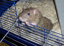 Rat coming out cage.jpg