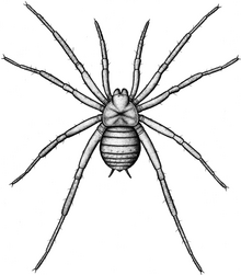 Reconstruction of Arthrolycosa wolterbeeki.png