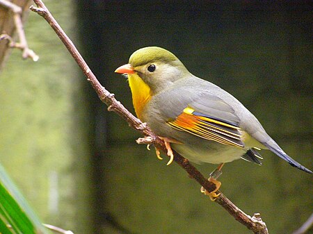 Tập_tin:Red-billed_Leiothrix.jpg