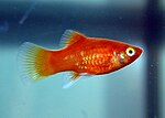 Platy de corail rouge.jpg