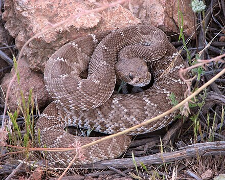 Red diamond rattlesnake, native to Baja California