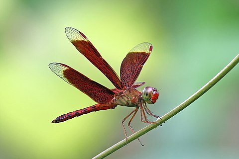 Red grasshawk (Neurothemis fluctuans) male, Chalong, Phuket, Thailand