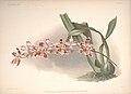 Oncidium × wilckeanum (as syn. Odontoglossum × wilckeanum) plate 37 in: Frederick Sander: Reichenbachia I second series (1892)