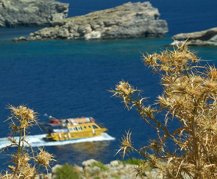 File:Rhodes wild Cynara.JPG