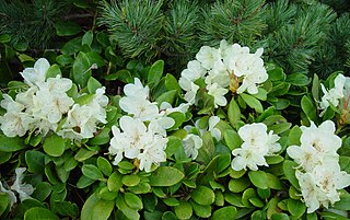 <i>Rhododendron aureum</i> Species of flowering plant