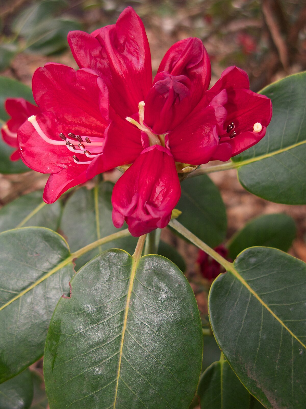 Rhododendron Thomsonii Wikipedia